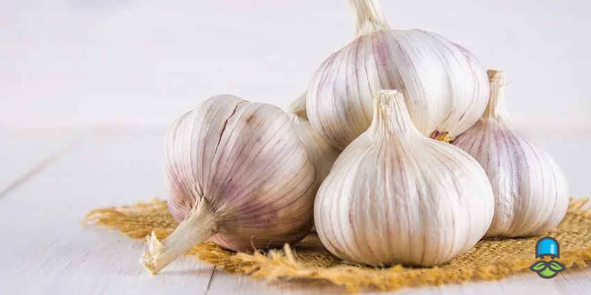 خواص سیر برای تنظیم قند خون