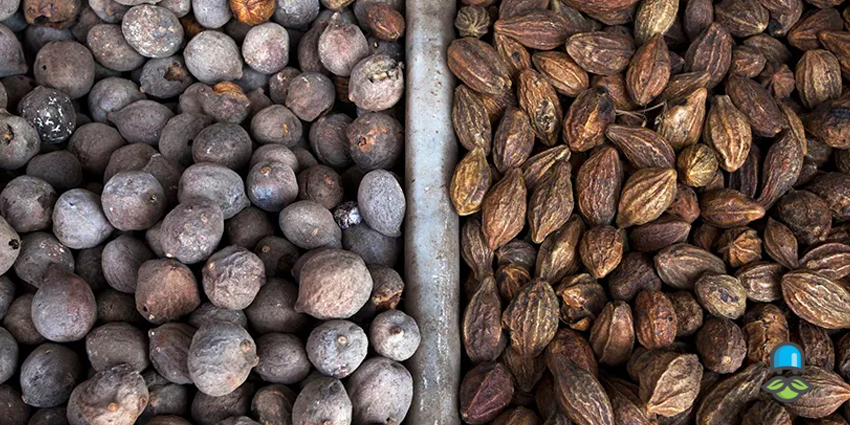 روش‌های مصرف هلیله سیاه برای درمان سفیدی مو