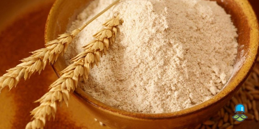 طرز تهیه پودر جوانه گندم خانگی