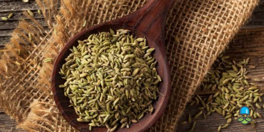 روش‌های گنجاندن رازیانه در رژیم لاغری