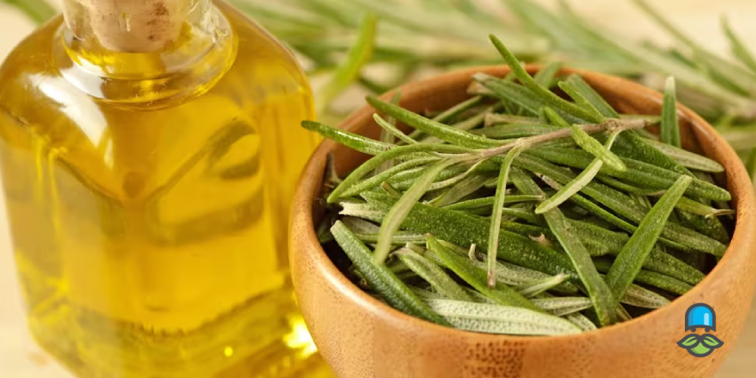طریقه استفاده از روغن رزماری برای مو