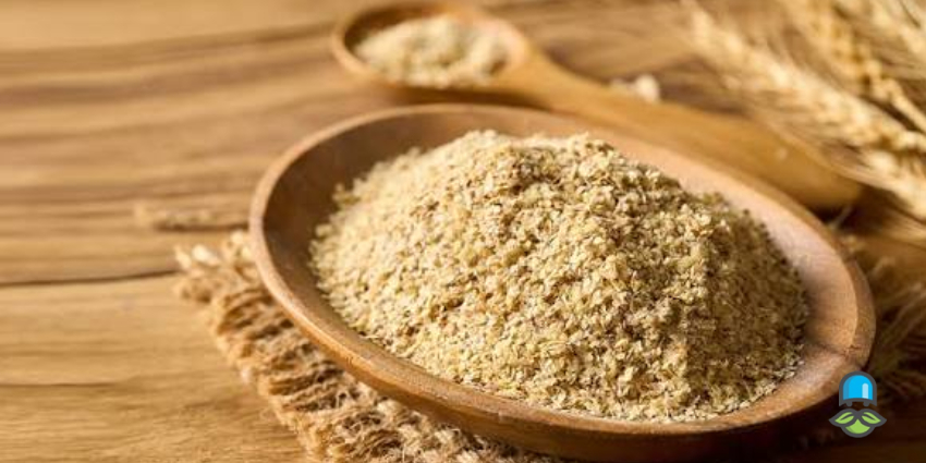 مهمترین خواص و فواید جوانه گندم برای سلامتی