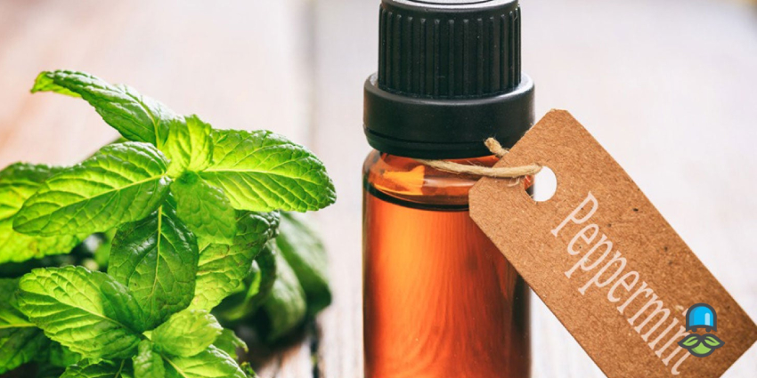 طریقه مصرف عرق نعنا چگونه است؟
